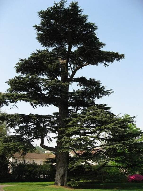 th Cedrus libani 7034