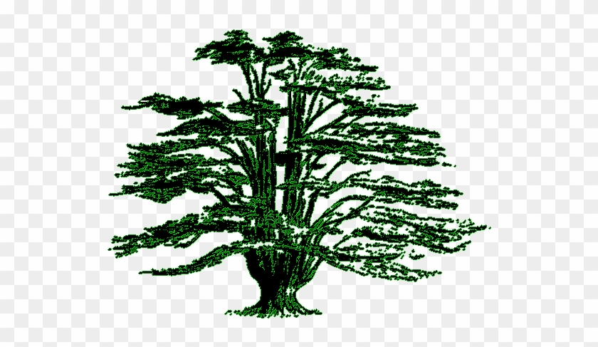 307-3072870 lebanon-cedar-tree-clipart-cedar-tree-drawing