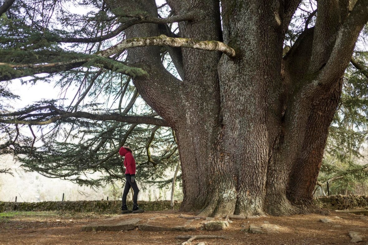 woman-man-enjoying-nature-with-centenary-tree-great-cedar-lebanon-located-town-bejar-salamanca 263212-142